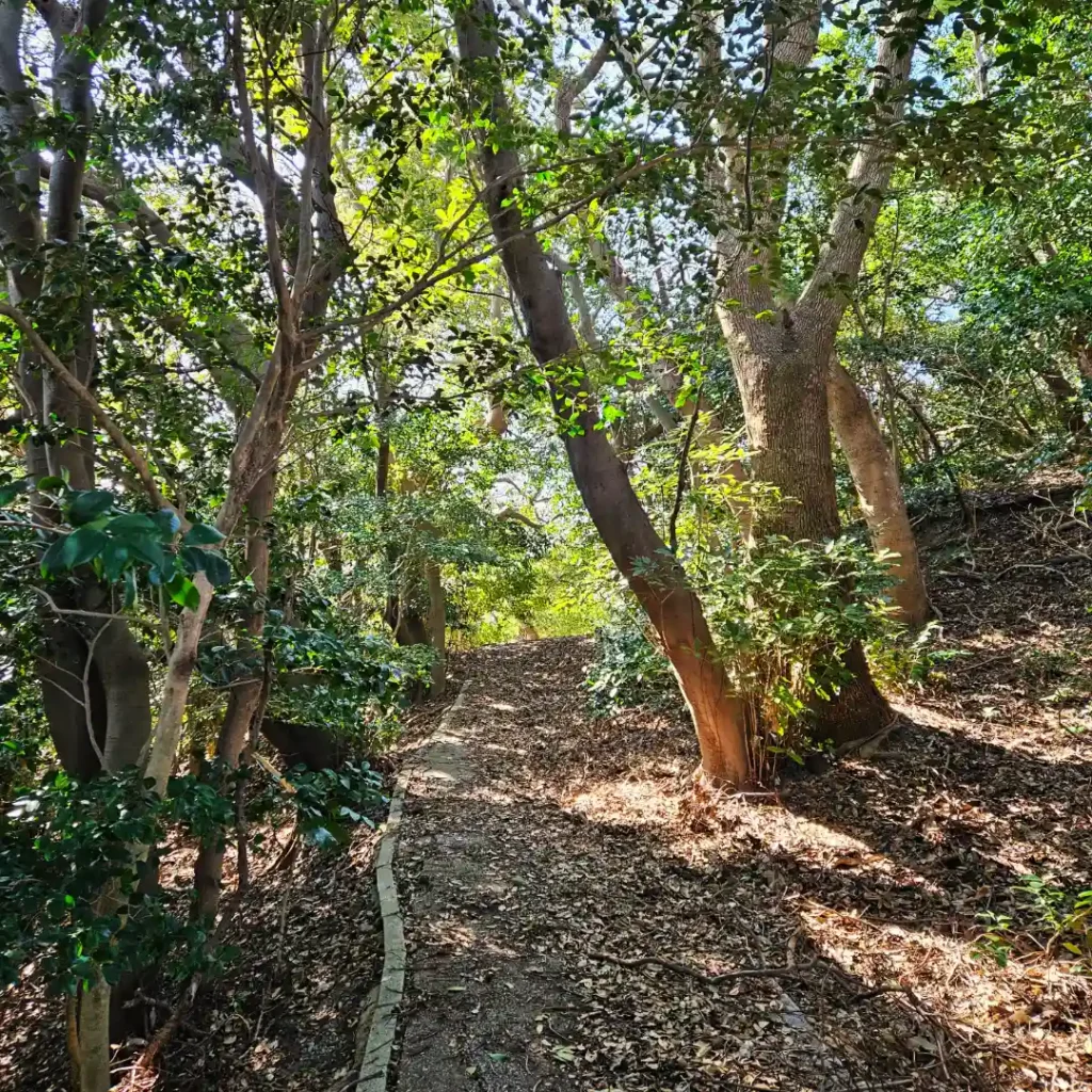 An overgrown path surrounded by trees in Shikanoshima.