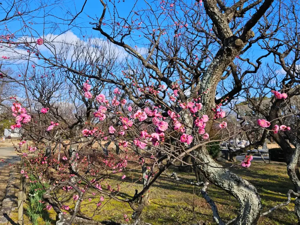 Pink plum blossoms with a blue sky and green grass surrounding them.