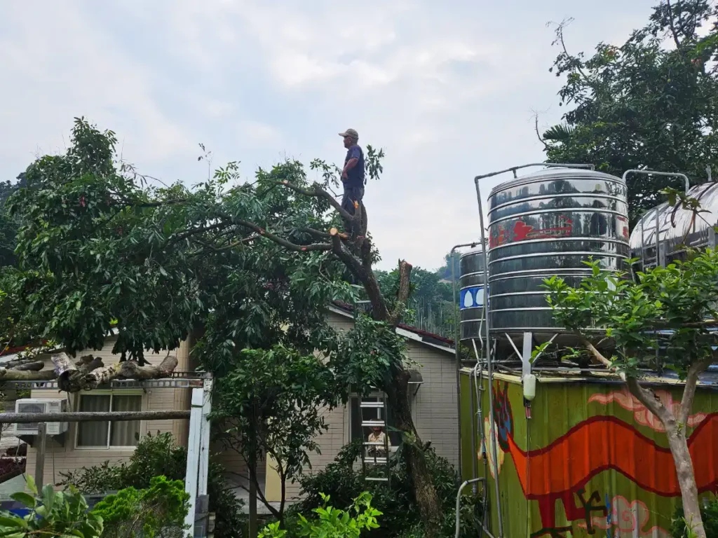 A farmer trimming trees on his farm in the mountains of Chiayi.