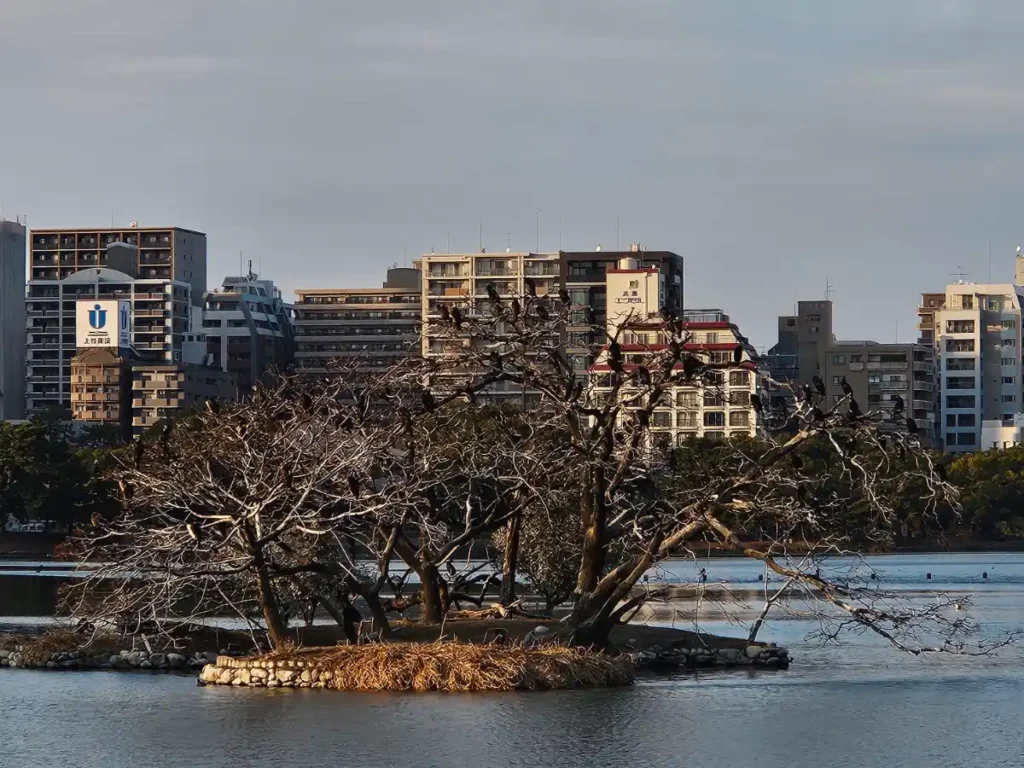 A small collection of bare trees on a smile island in the middle of Ohori Pond covered with black crow birds.