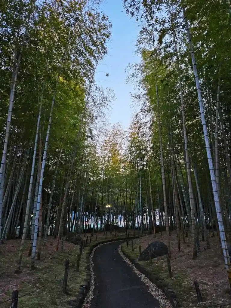 A serene bamboo grove in Beppu Park, featuring tall, slender green stalks reaching toward the sky with soft light filtering through the canopy.