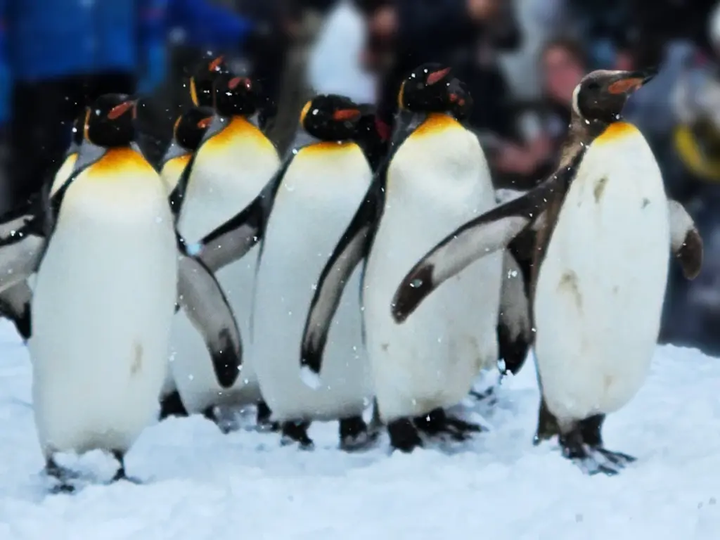 King penguins on their daily winter walk at Asahiyama Zoo.