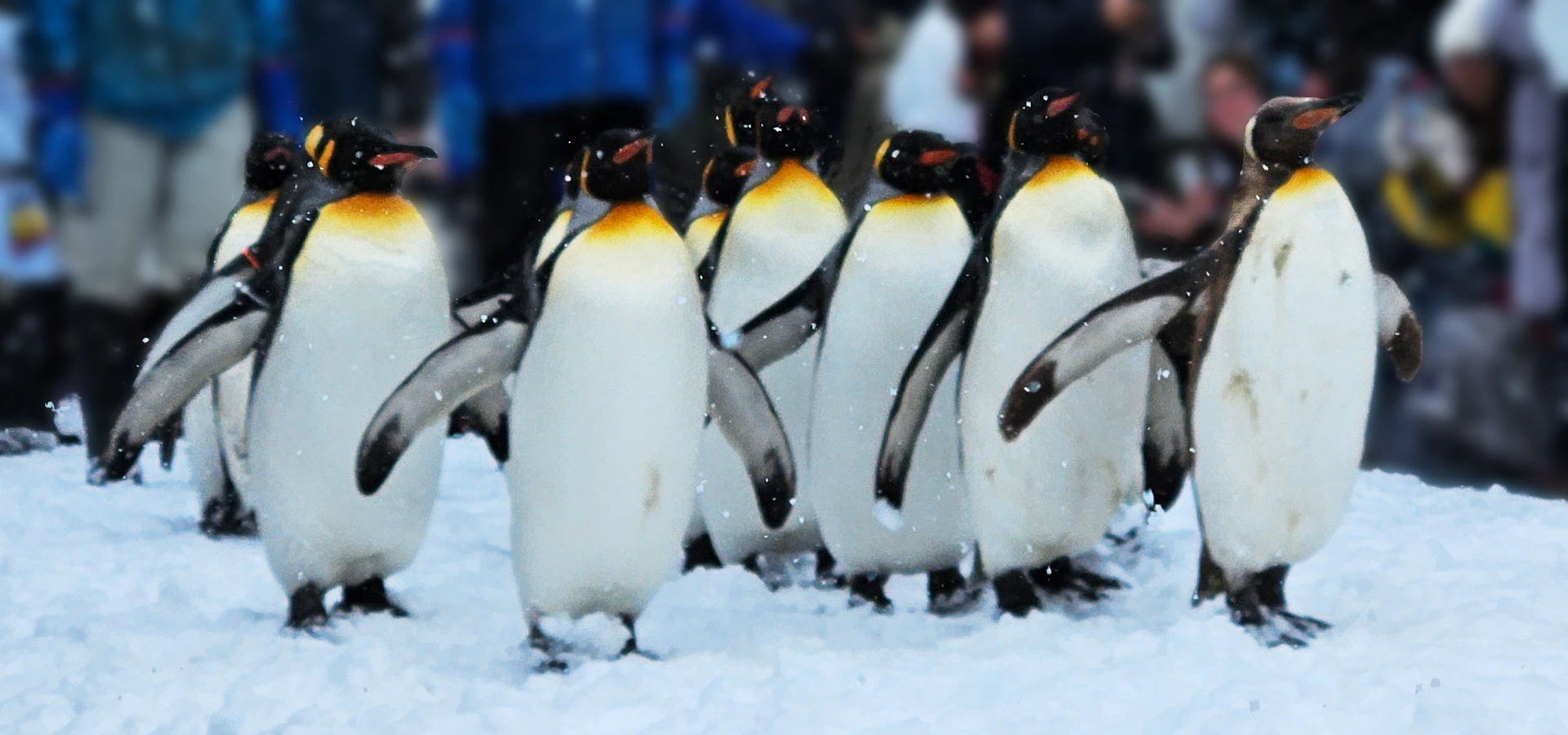 Powder and Penguins: A Slow Travel Guide to Winter in Hokkaido