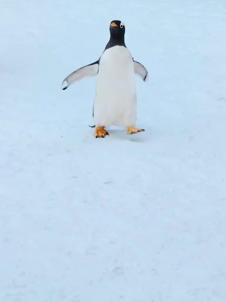 A tiny Gentoo penguin walking in the snow during the penguin walk at Asahiyama Zoo.