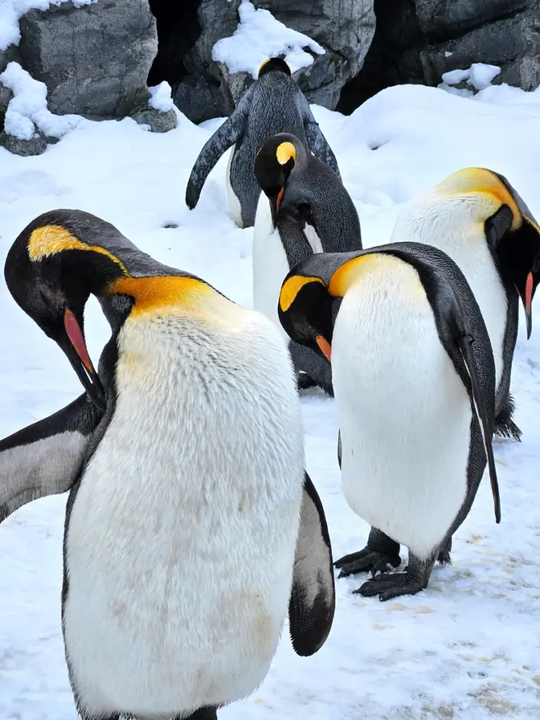 King penguins cleaning their feathers in Asahiyama Zoo.