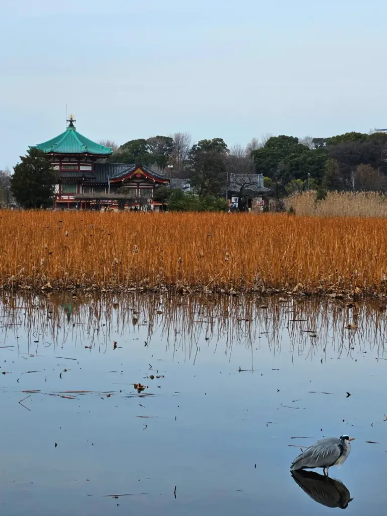 A scenic view of the Shinobazu Pond in Ueno Park, Tokyo, during winter. The vibrant green roof of the Bentendō Temple stands on an island surrounded by dry lotus stalks. A grey heron is visible in the lower right, standing in the still water.