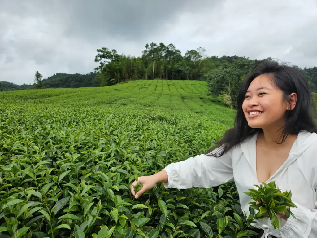 Zoe smiling and gently holding green tea leaves in the lush, terraced Alishan region tea fields.