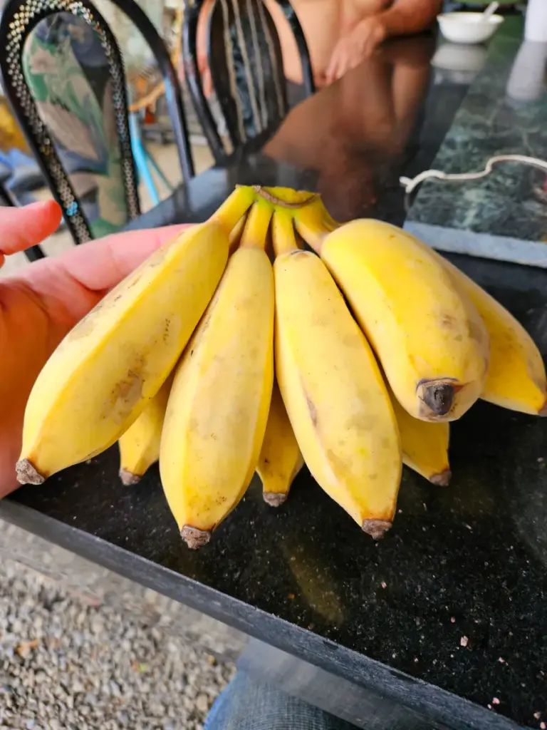 A hand holding a freshly harvested bunch of small yellow bananas picked during our Chiayi Taiwan farm stay.