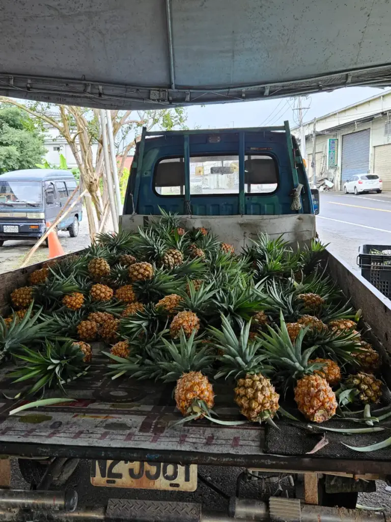 The back of a blue truck completely filled with freshly harvested pineapples grown in the red soil of Chiayi.
