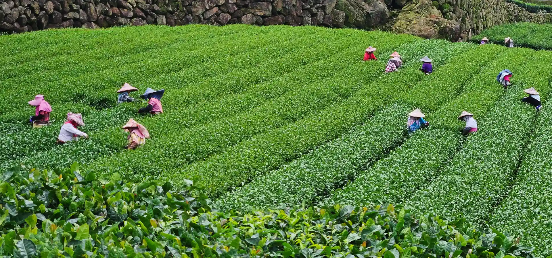 A wide shot of farmers wearing traditional conical hats hand-picking tea leaves in the tea fields of Alishan, showcasing an authentic experience of living local in Taiwan.