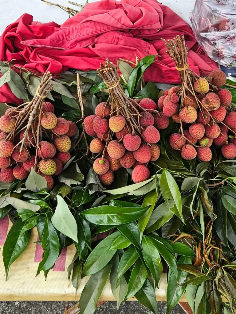 A close-up of large bunches of vibrant red lychees resting on green leaves, harvested during Taiwan's summer lychee season.