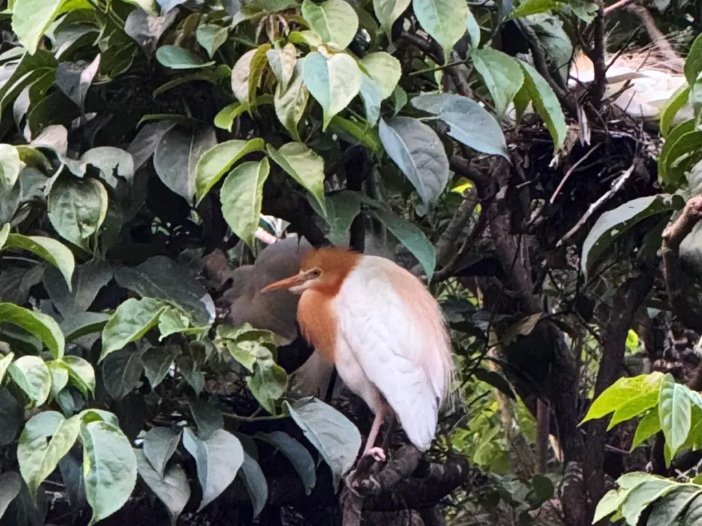 Close-up of a white and orange cattle egret perched in dense green foliage at Daan Forest Park in Taipei.