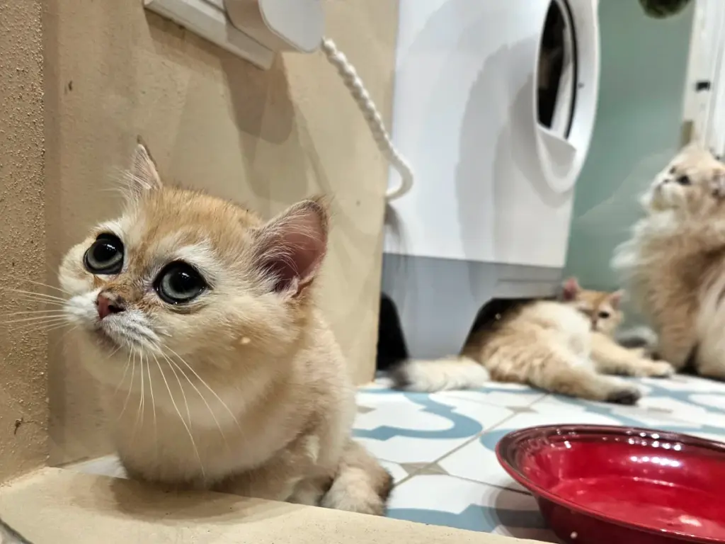 A cute kitten with large eyes sitting on a tiled floor inside a brightly lit pet store.